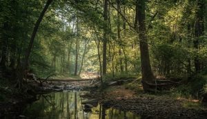 croydon creek nature center rockville md